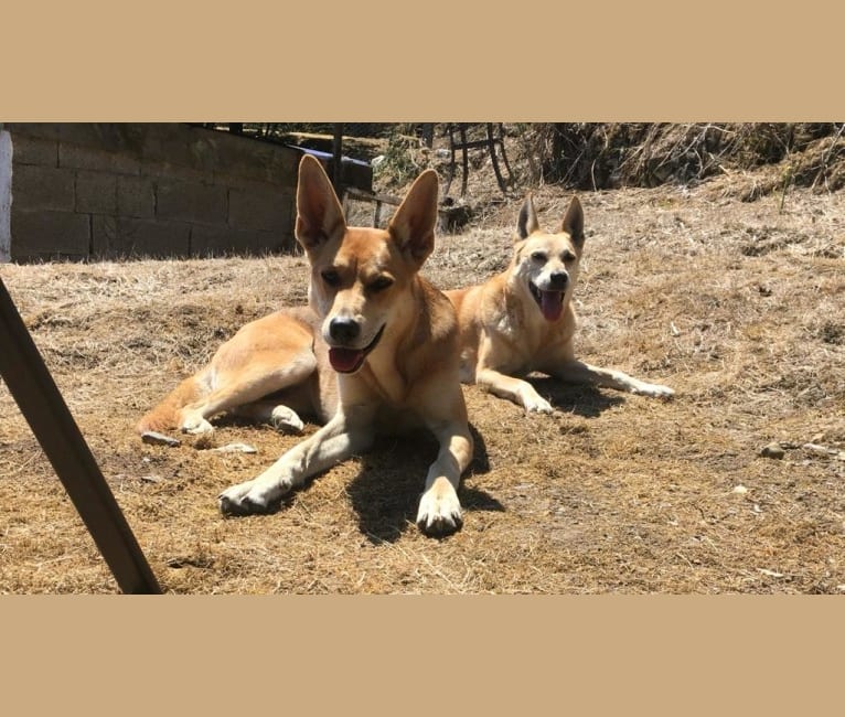 Jovie, a German Shepherd Dog and Bullmastiff mix tested with EmbarkVet.com