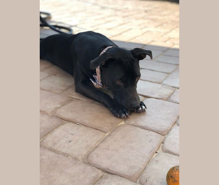 Ollie, an American Pit Bull Terrier tested with EmbarkVet.com