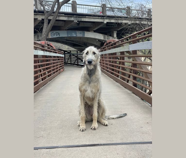 Shields, an Irish Wolfhound tested with EmbarkVet.com