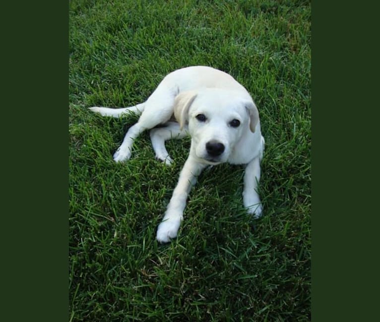 Sadie, a Beagle and Australian Cattle Dog mix tested with EmbarkVet.com