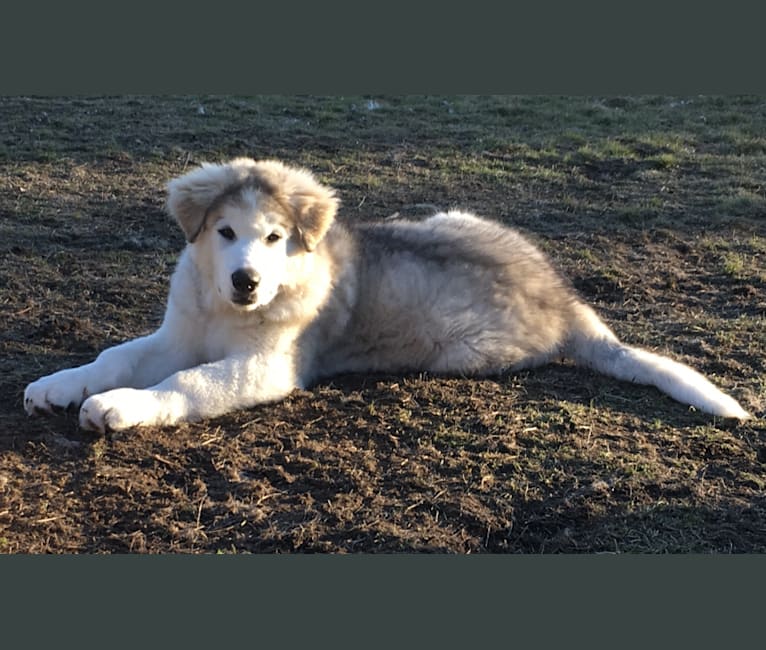 Yukon, an Alaskan Malamute and German Shepherd Dog mix tested with EmbarkVet.com