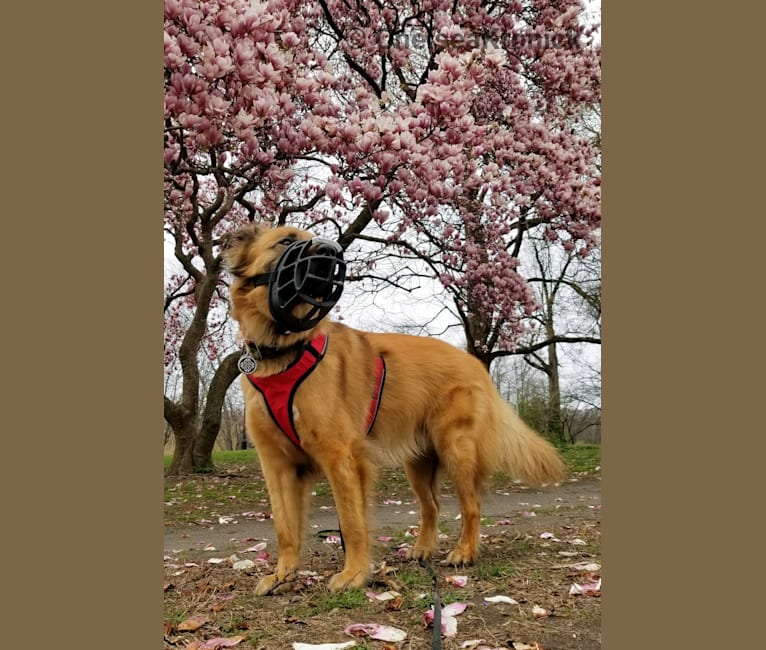 Whiskey, an American Staffordshire Terrier and Belgian Malinois mix tested with EmbarkVet.com