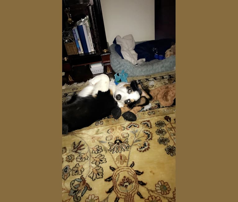 Bentley, a Chihuahua and Australian Cattle Dog mix tested with EmbarkVet.com