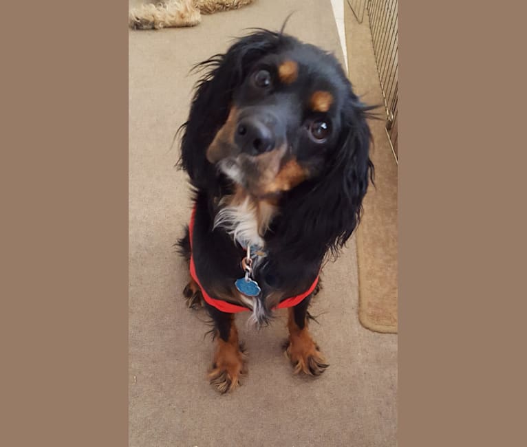 Sonnett Joy Featherfoot, a Cavalier King Charles Spaniel and Cocker Spaniel mix tested with EmbarkVet.com