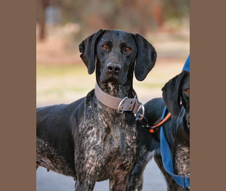 Pepper, a German Shorthaired Pointer tested with EmbarkVet.com