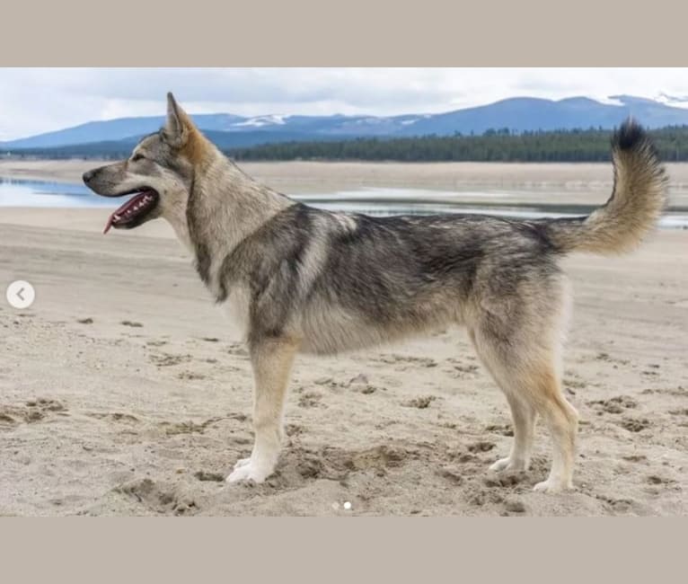 Photo of Lark, a Siberian Husky, Karelian Bear Dog, Alaskan Malamute, German Shepherd Dog, and Irish Wolfhound mix