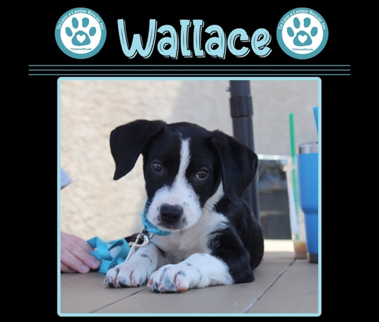 Wallace, an American Pit Bull Terrier and Labrador Retriever mix tested with EmbarkVet.com