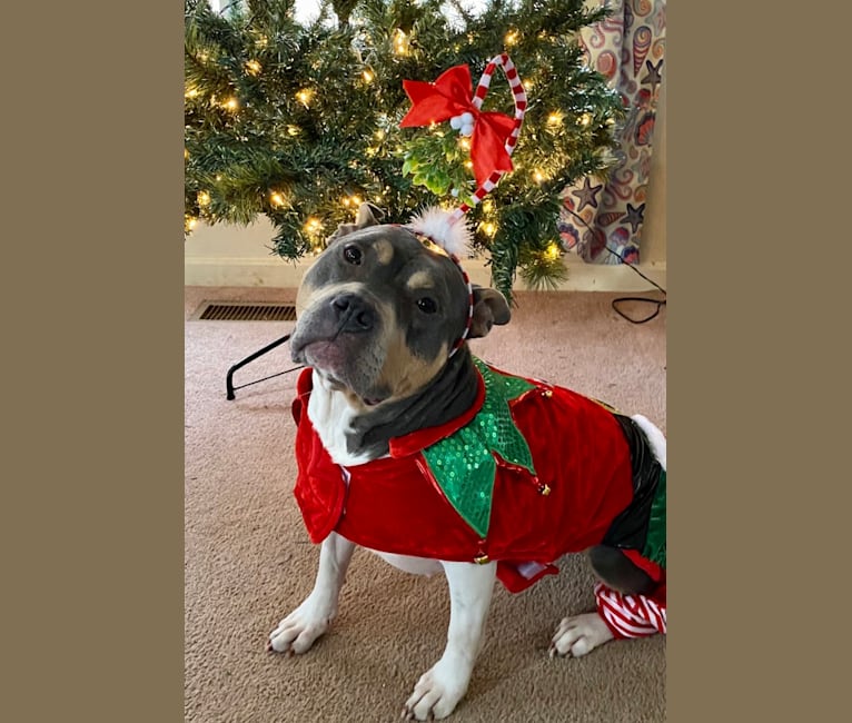 Photo of Letty von Wigglebottom, an American Bully, American Pit Bull Terrier, and American Staffordshire Terrier mix in Clear Brook, Virginia, USA