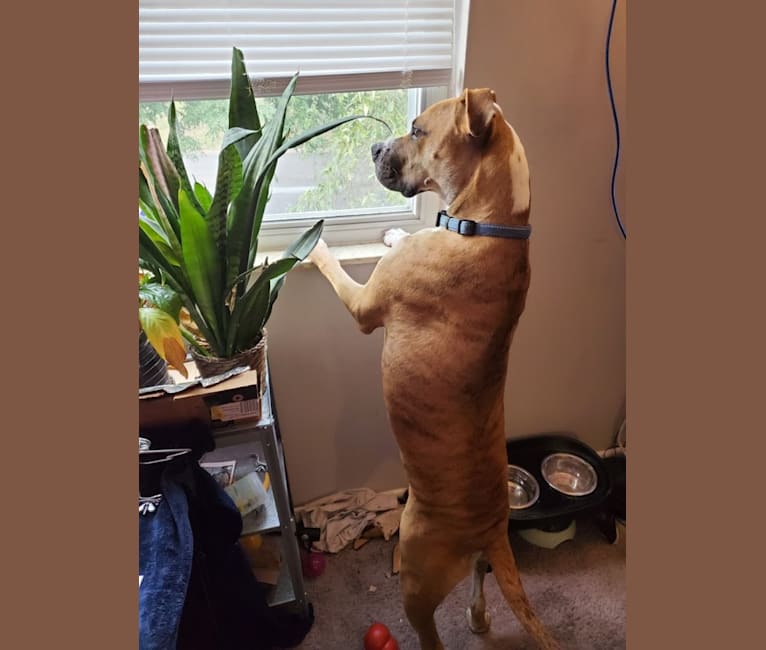 Coffee, an American Pit Bull Terrier and Boxer mix tested with EmbarkVet.com