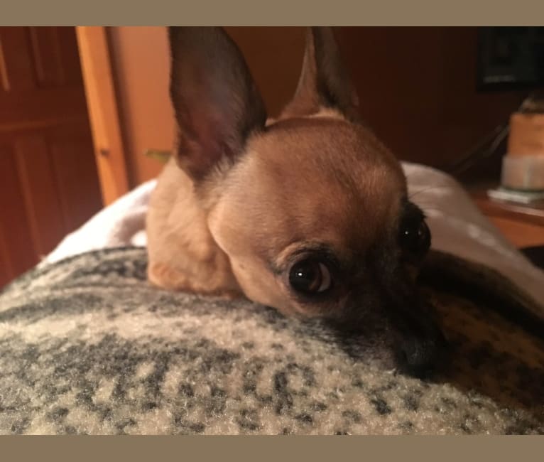 Sensei, a Chihuahua and Miniature Schnauzer mix tested with EmbarkVet.com