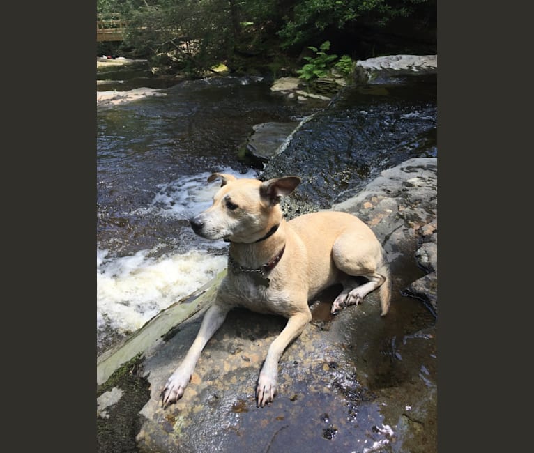 Milo, a Staffordshire Terrier and Siberian Husky mix tested with EmbarkVet.com