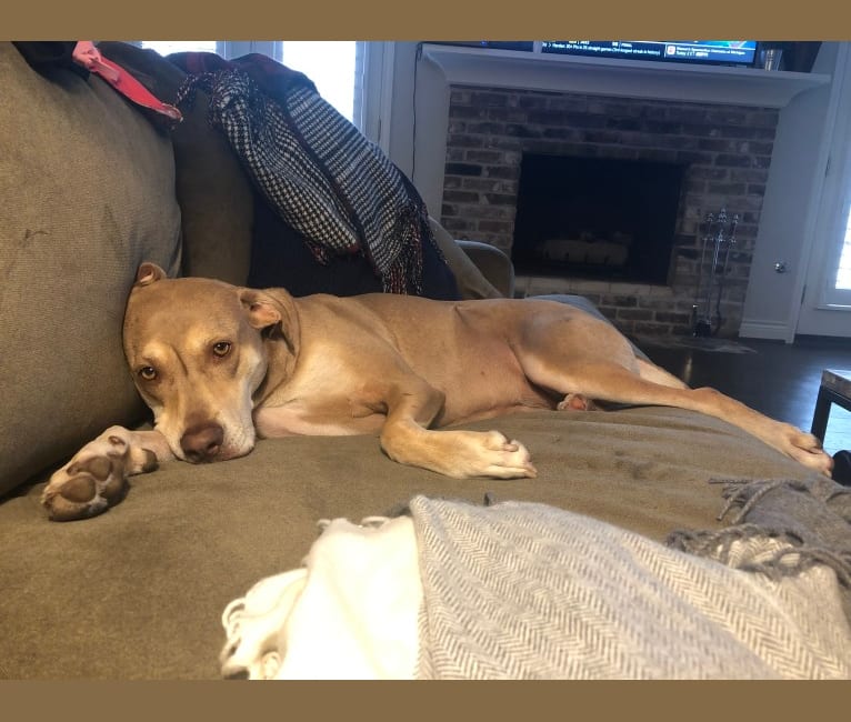 Fawn catahoula leopard dog online
