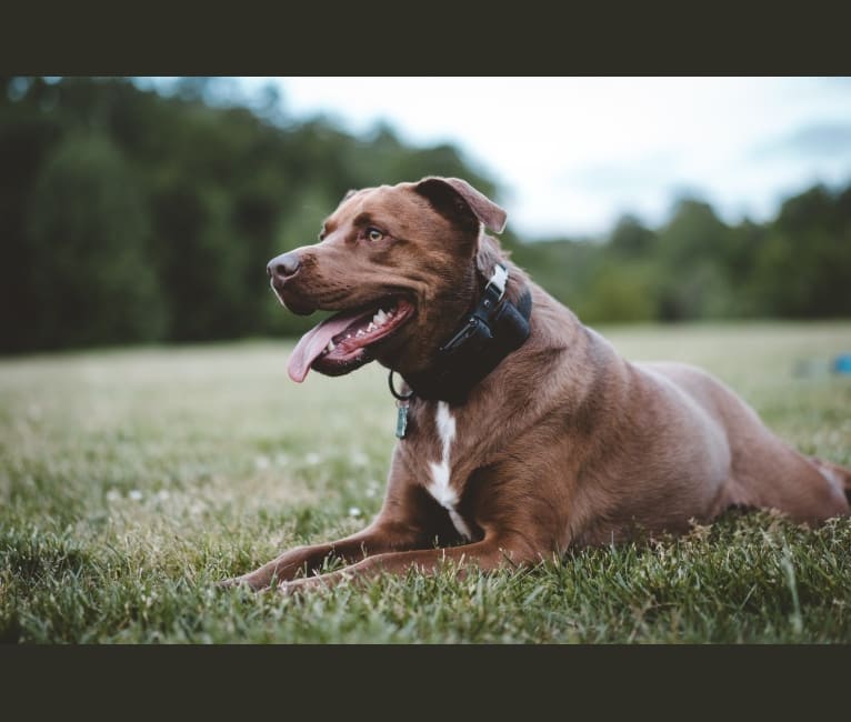 Jaxon, an American Bulldog and Labrador Retriever mix tested with EmbarkVet.com