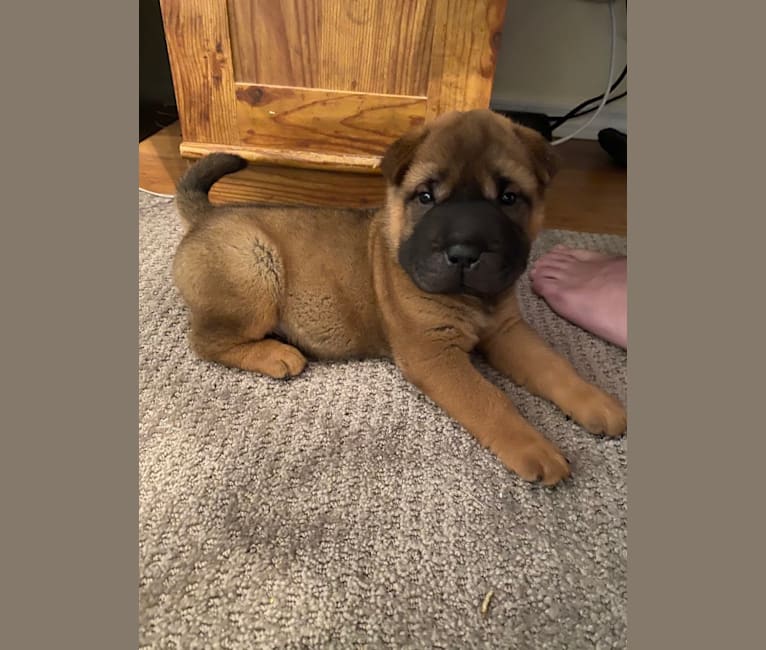 Theodore, a Chinese Shar-Pei tested with EmbarkVet.com