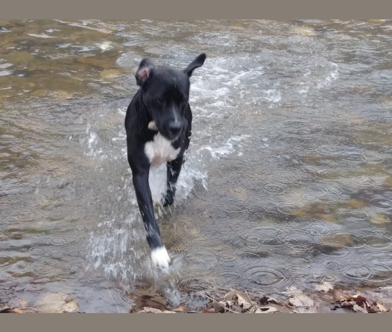 Ruger, a Boxer and American Pit Bull Terrier mix tested with EmbarkVet.com