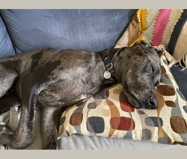 Hound and great dane mix sales
