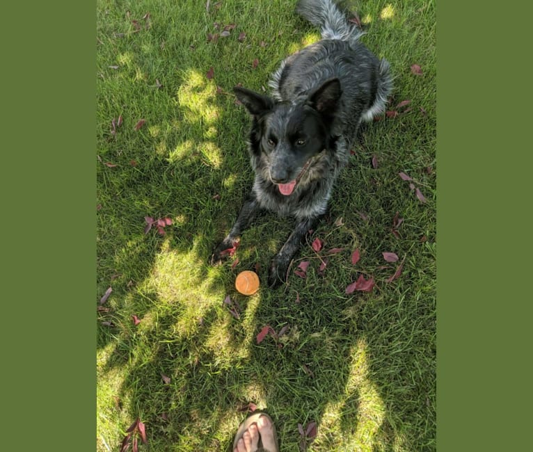 Odin 'stinky butt' Mussatti, an Australian Cattle Dog tested with EmbarkVet.com
