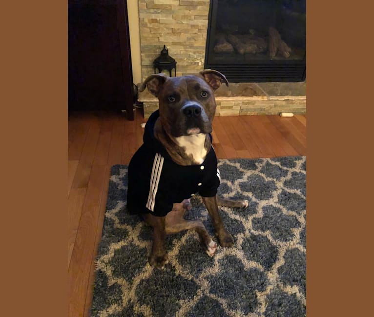 embark dog dna test breed