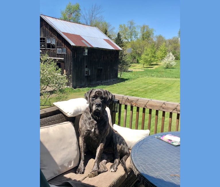 Photo of Miss Delilah, a Mastiff  in Bangor, Pennsylvania, USA