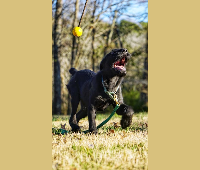 Photo of Vaatu, a Black Russian Terrier and Belgian Malinois mix