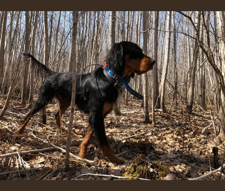 Bogie, a Gordon Setter tested with EmbarkVet.com