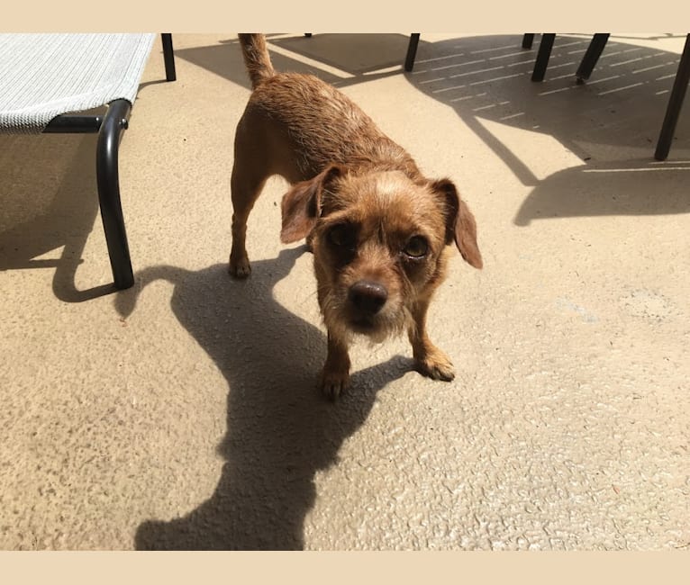 Photo of Mochi, a Miniature Pinscher, Poodle (Small), Lhasa Apso, Shih Tzu, Chihuahua, and Mixed mix in Irvine, California, USA