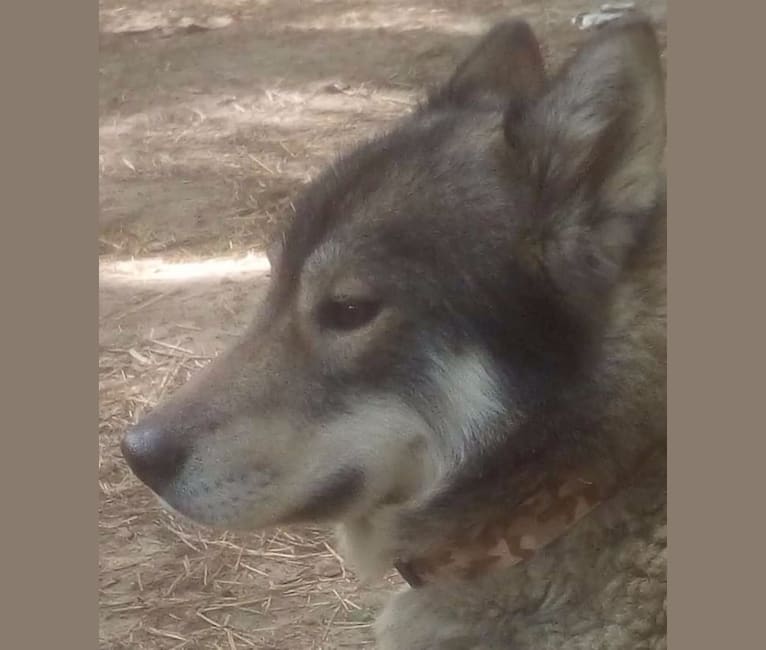 White fangs way of the warrior, a Siberian Husky tested with EmbarkVet.com