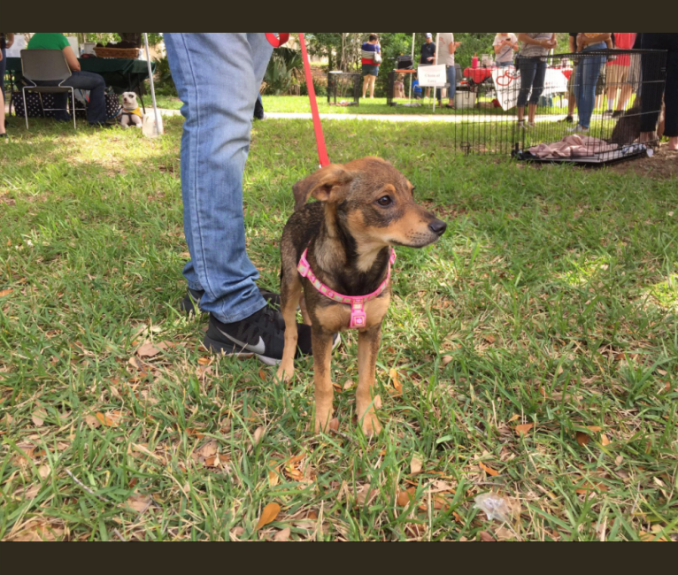 Daphne, a Chihuahua and Dachshund mix tested with EmbarkVet.com