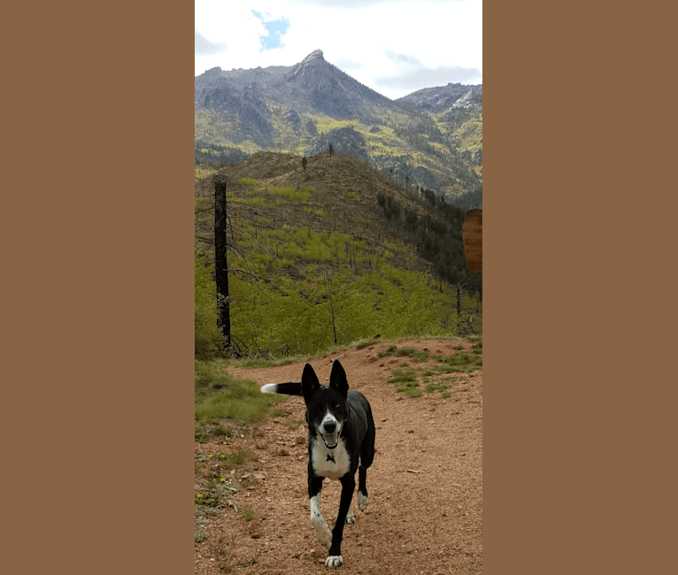 Photo of Jack, a Border Collie, Siberian Husky, Alaskan Malamute, and Rottweiler mix in Fort Collins, Colorado, USA