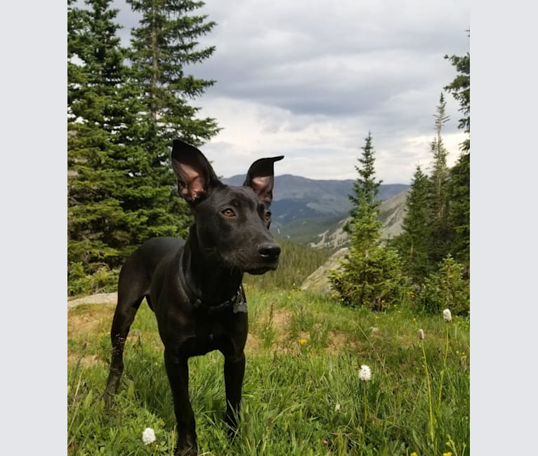 Moose, an American Pit Bull Terrier and Great Dane mix tested with EmbarkVet.com
