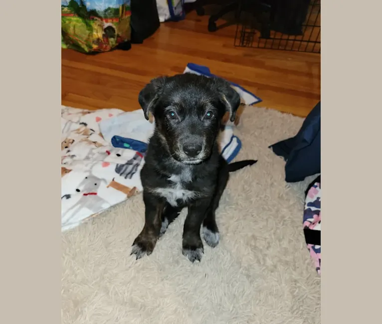 Zuko, a German Shepherd Dog and Rottweiler mix tested with EmbarkVet.com