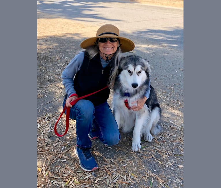 Mishka, an Alaskan Malamute tested with EmbarkVet.com