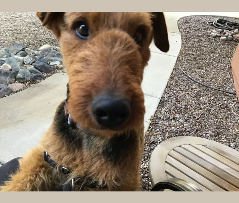 Photo of Winston, an Airedale Terrier  in Prescott, Arizona, USA