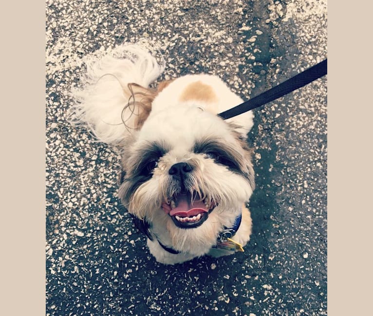 Milo, a Shih Tzu tested with EmbarkVet.com