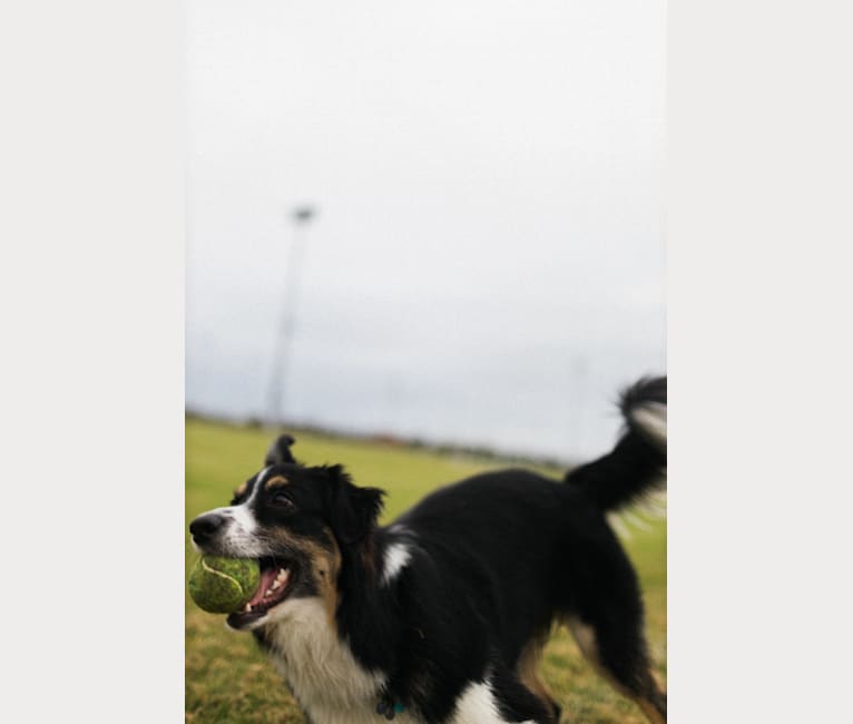 Tim, an Australian Shepherd tested with EmbarkVet.com