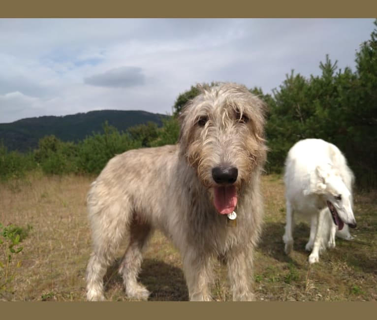 Mouton, an Irish Wolfhound tested with EmbarkVet.com