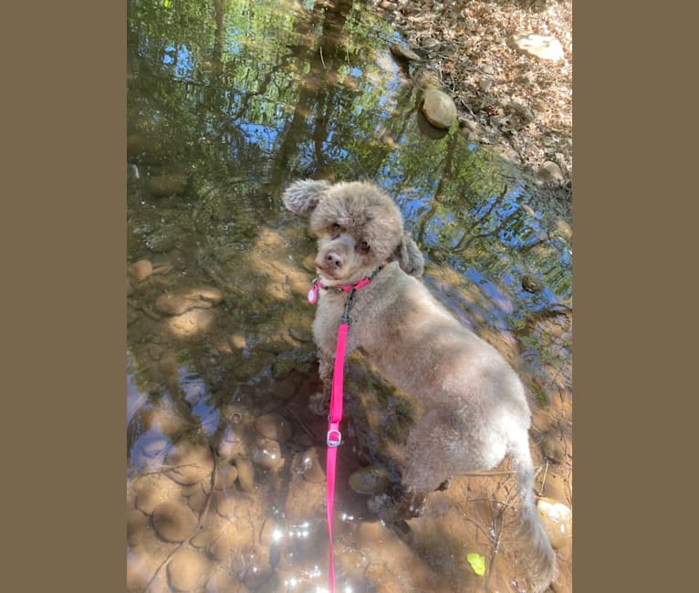 Sky, a Portuguese Water Dog tested with EmbarkVet.com