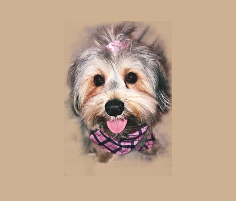 Phoebee, a Miniature Schnauzer and Yorkshire Terrier mix tested with EmbarkVet.com