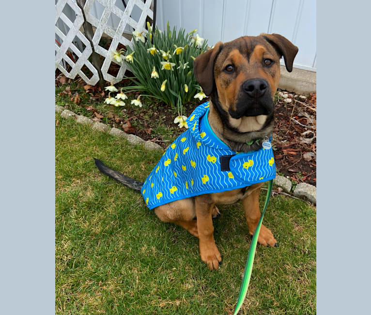 Lenny, a Rottweiler and American Pit Bull Terrier mix tested with EmbarkVet.com