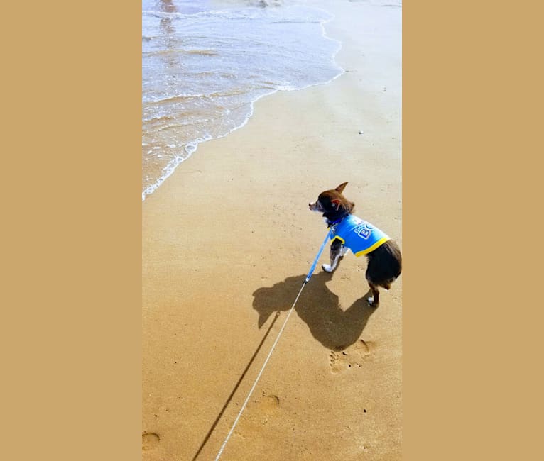 George Hamilton, a Chihuahua and Pomeranian mix tested with EmbarkVet.com