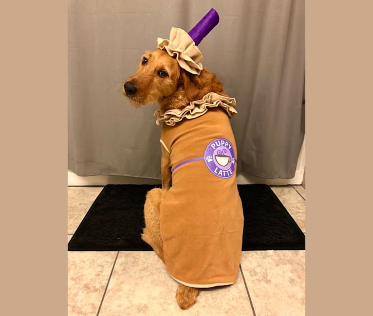 mezcla de laboratorio airedale terrier