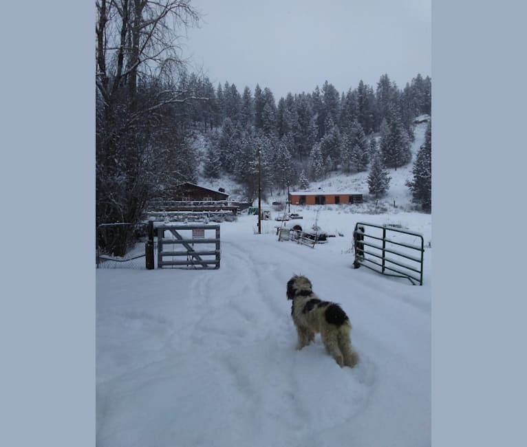 Photo of ENZO, a Poodle (Standard)  in Newman Lake, Washington, USA