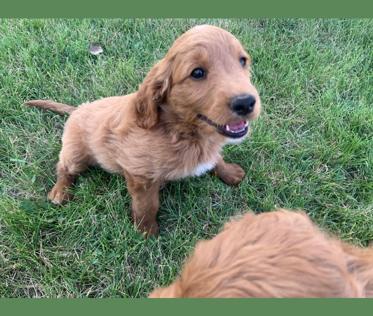 Blue Collar, a Goldendoodle tested with EmbarkVet.com