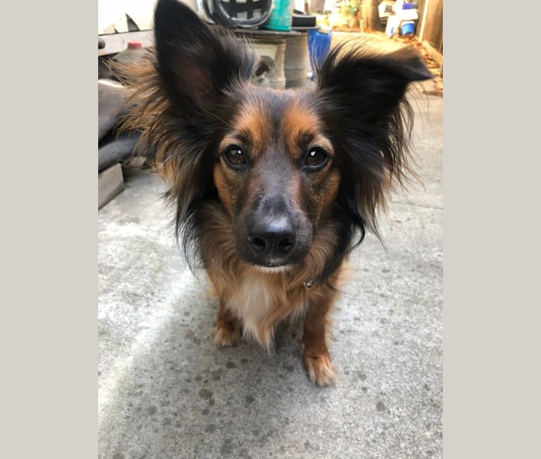 Chow chow dachshund outlet