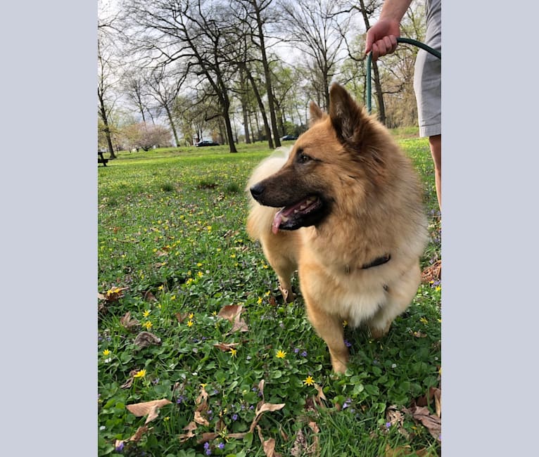 Bilbo, a West Asian Village Dog tested with EmbarkVet.com