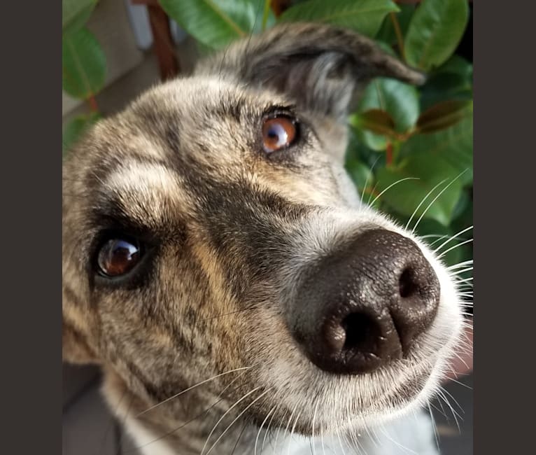 KHUSHI, an Indian Indigenous Dog tested with EmbarkVet.com