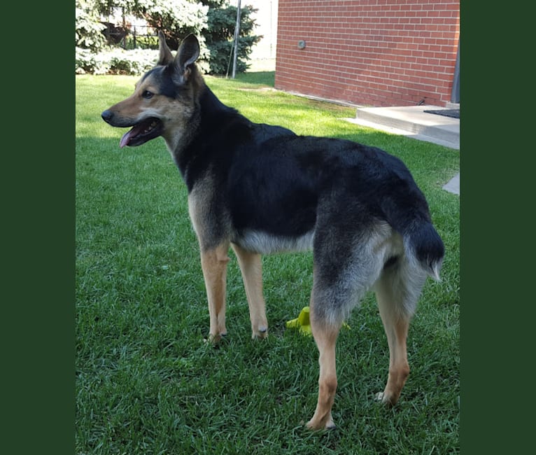 German shepherd and hotsell schnauzer mix