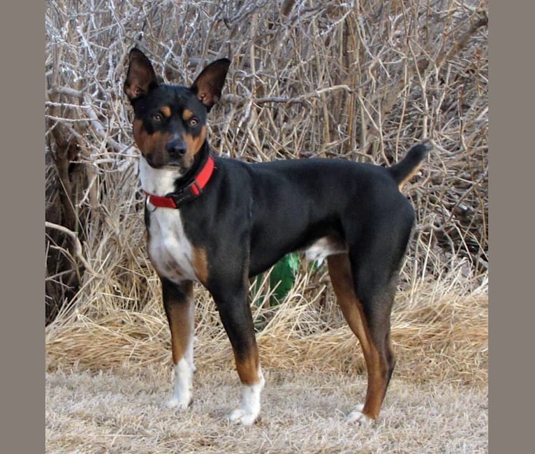 Woody, a Rat Terrier and Basenji mix tested with EmbarkVet.com