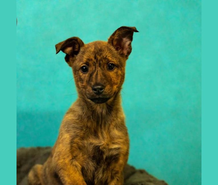 Pitbull top sheltie mix