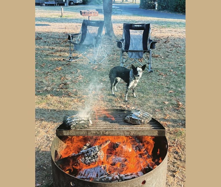 Oreo, an Australian Cattle Dog and Rat Terrier mix tested with EmbarkVet.com